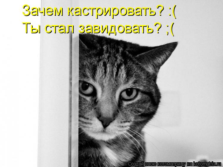 Зачем кастрировать? :( Ты стал завидовать? ;(... Котоматрица: Зачем кастрировать? :( Ты стал завидовать? ;(