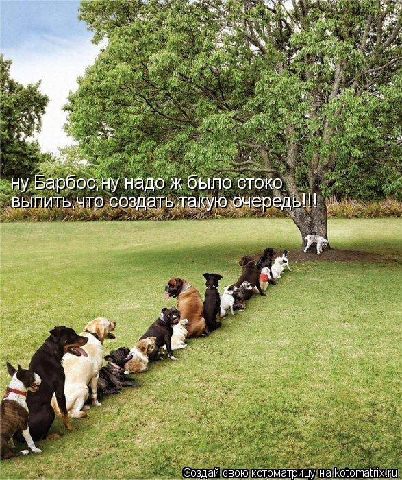 ну Барбос,ну надо ж было стоко выпить,что создать такую очередь!!!... Котоматрица: ну Барбос,ну надо ж было стоко выпить,что создать такую очередь!!!
