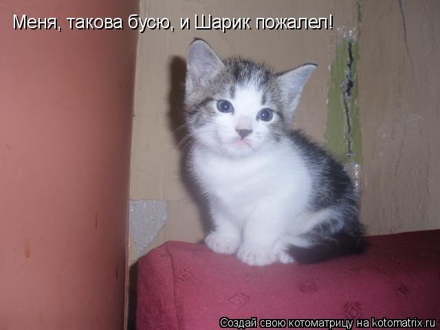 Меня, такова бусю, и Шарик пожалел!... Котоматрица: Меня, такова бусю, и Шарик пожалел!