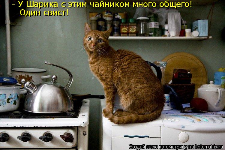 Котоматрица: - У Шарика с этим чайником много общего! Один свист!
