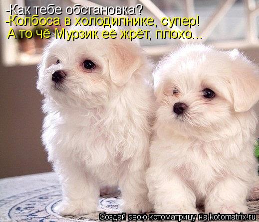 -Как тебе обстановка? -Колбоса в холодилнике, супер! А то чё Мурзик её жрёт, плохо...... Котоматрица: -Как тебе обстановка? -Колбоса в холодилнике, супер! А то чё Мурзик её жрёт, плохо...