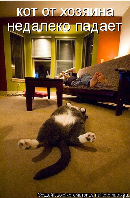 кот от хозяина недалеко падает... Котоматрица: кот от хозяина недалеко падает