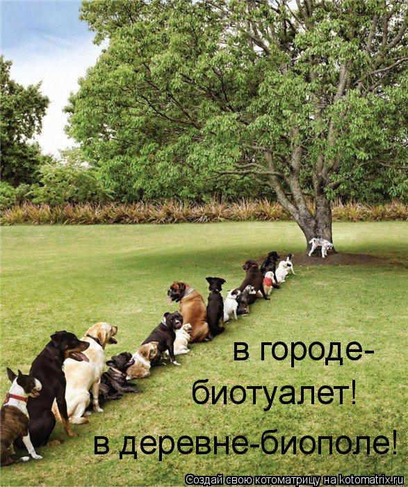 в деревне-биополе! в городе- биотуалет!... Котоматрица: в деревне-биополе! в городе- биотуалет!