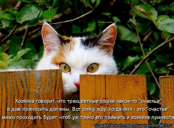 Котоматрица: Хозяйка говорит, что трехцветные кошки какое-то "счастье" в дом приносить должны. Вот сижу, жду, когда оно - это "счастье" мимо проходить будет