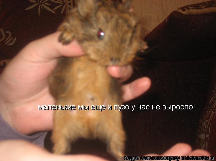 Котоматрица: маленькие мы еще и пузо у нас не выросло!