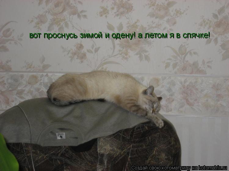Котоматрица: вот проснусь зимой и одену! а летом я в спячке!
