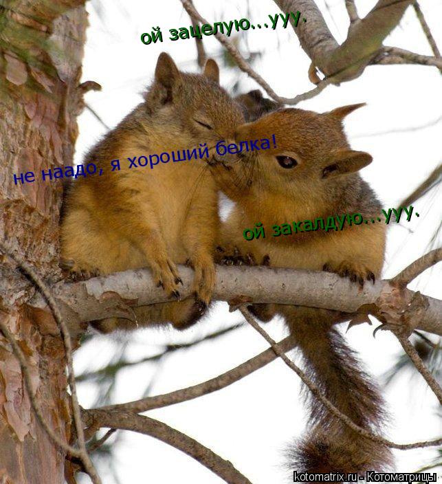 ой зацелую...ууу. ой закалдую...ууу. не наадо, я хороший белка!... Котоматрица: ой зацелую...ууу. ой закалдую...ууу. не наадо, я хороший белка!