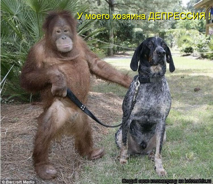 Котоматрица: У моего хозяина ДЕПРЕССИЯ !