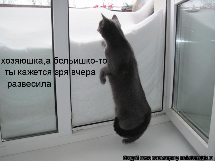 Котоматрица: хозяюшка,а бельишко-то ты кажется зря вчера  развесила