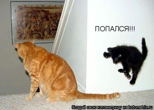 Котоматрица: ПОПАЛСЯ!!!