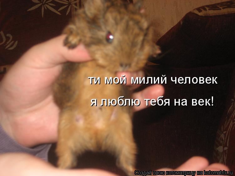 Котоматрица: ти мой милий человек я люблю тебя на век!