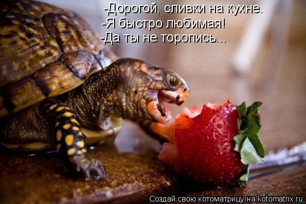 Котоматрица: -Дорогой, сливки на кухне. -Я быстро любимая! -Да ты не торопись...