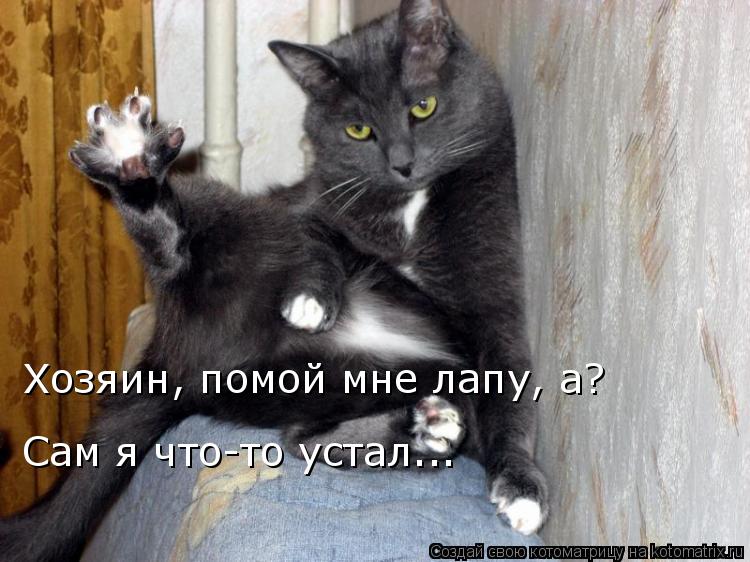 Котоматрица: Хозяин, помой мне лапу, а? Сам я что-то устал...