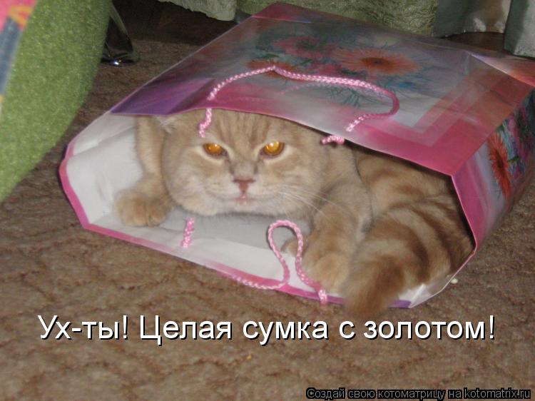Котоматрица: Ух-ты! Целая сумка с золотом!