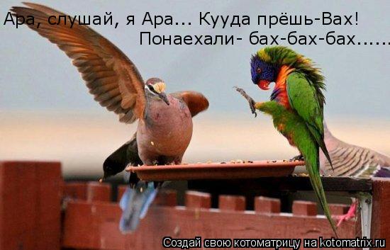 Котоматрица: Ара, слушай, я Ара... Кууда прёшь-Вах!   Понаехали- бах-бах-бах......
