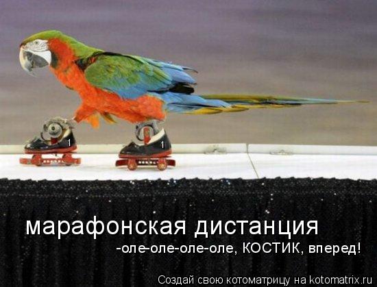 Котоматрица: марафонская дистанция 1 1 -оле-оле-оле-оле, КОСТИК, вперед!