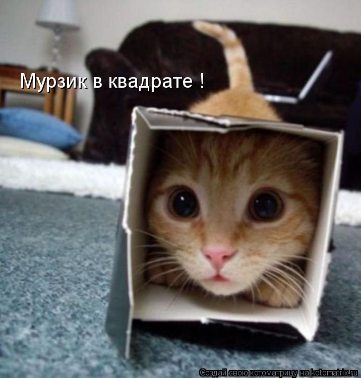 Мурзик в квадрате !... Котоматрица: Мурзик в квадрате !