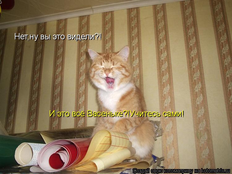 Нет,ну вы это видели?! И это всё Васеньке?!Учитесь сами!... Котоматрица: Нет,ну вы это видели?! И это всё Васеньке?!Учитесь сами!