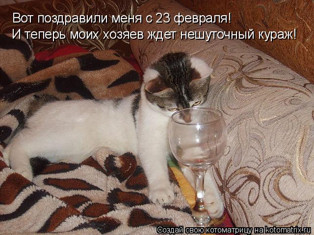 Вот поздравили меня с 23 февраля! И теперь моих хозяев ждет нешуточный кураж!... Котоматрица: Вот поздравили меня с 23 февраля! И теперь моих хозяев ждет нешуточный кураж!