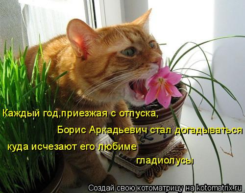 Каждый год,приезжая с отпуска, Борис Аркадьевич стал догадываться куда исчезают его любиме гладиолусы... Котоматрица: Каждый год,приезжая с отпуска, Борис Аркадьевич стал догадываться куда исчезают его любиме гладиолусы