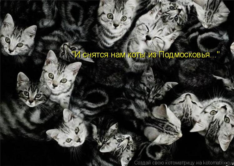 "И снятся нам коты из Подмосковья..."... Котоматрица: "И снятся нам коты из Подмосковья..."