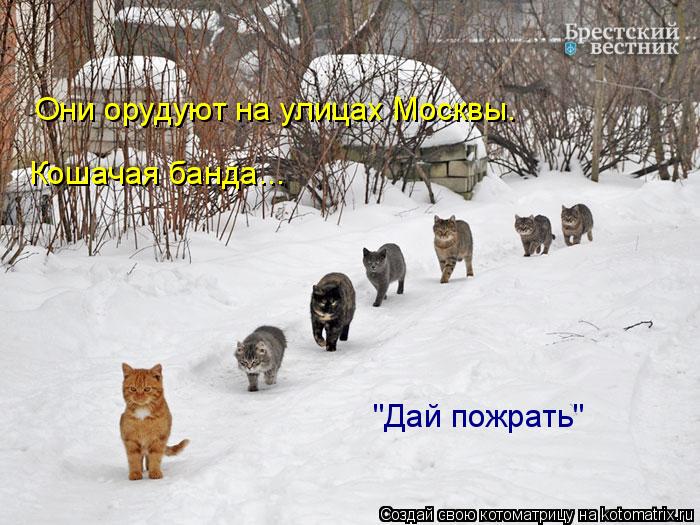 Они орудуют на улицах Москвы. Кошачая банда... "Дай пожрать"... Котоматрица: Они орудуют на улицах Москвы. Кошачая банда... "Дай пожрать"