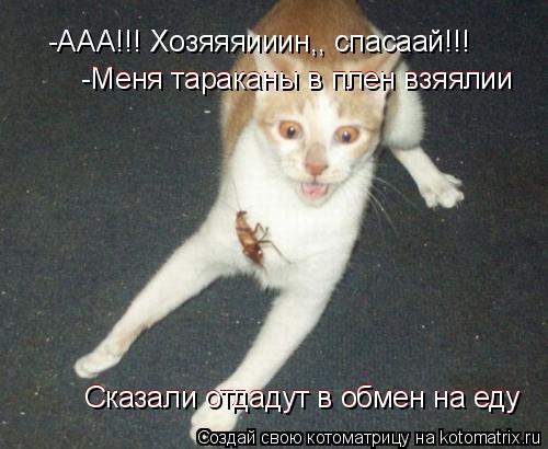 Котоматрица: -ААА!!! Хозяяяииин,, спасаай!!! Меня тараканы в плен взяялии Сказали отдадут в обмен на еду Сказали отдадут в обмен на еду -Меня тараканы в плен