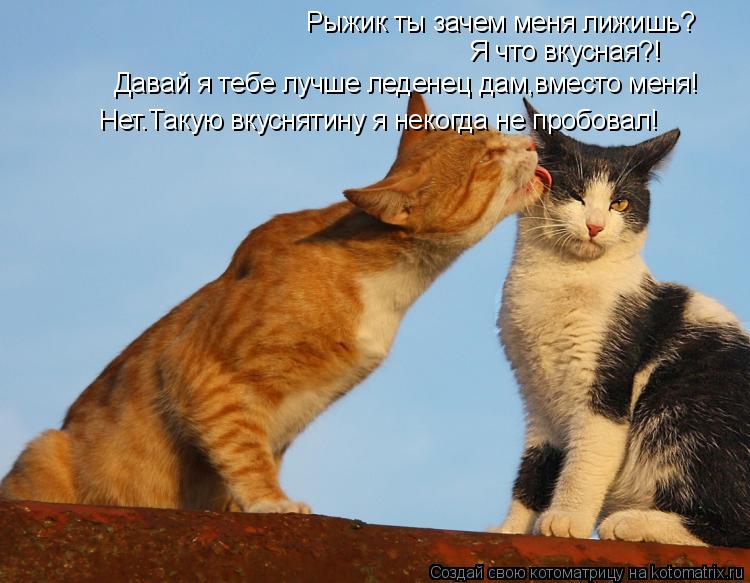 Котоматрица: Рыжик ты зачем меня лижишь? Я что вкусная?! Давай я тебе лучше леденец дам,вместо меня! Нет.Такую вкуснятину я некогда не пробовал!