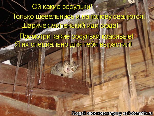 Котоматрица: Ой какие сосульки! Только шевельнись и на голову свалются! Шаричек,миленький,иди сюда! Посмотри какие сосульки красивые! Я их специально дл