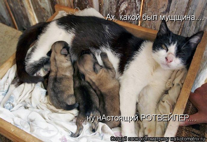 Котоматрица: Ах, какой был мущщина.... ...ну нАстоящий РОТВЕЙЛЕР....