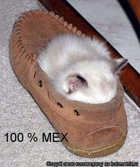 Котоматрица: 100 % МЕХ