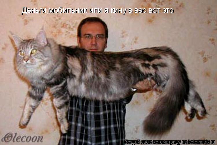 Котоматрица: Деньги,мобильник или я кину в вас вот это