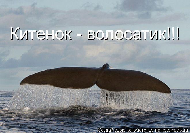 Котоматрица: Китенок - волосатик!!!
