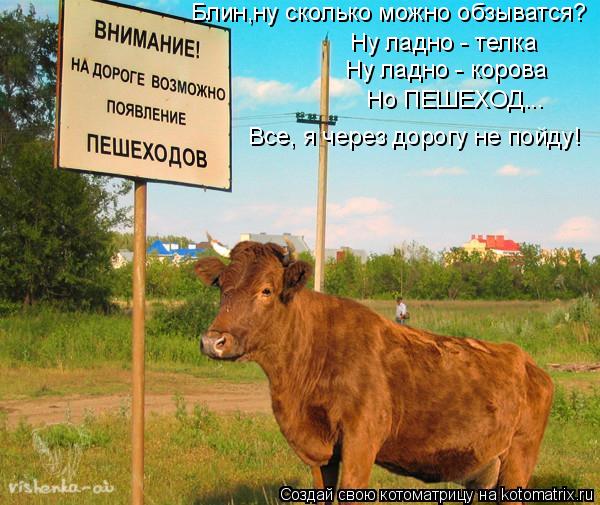 Котоматрица: Блин,ну сколько можно обзыватся? Ну ладно - телка Ну ладно - корова Но ПЕШЕХОД... Все, я через дорогу не пойду!