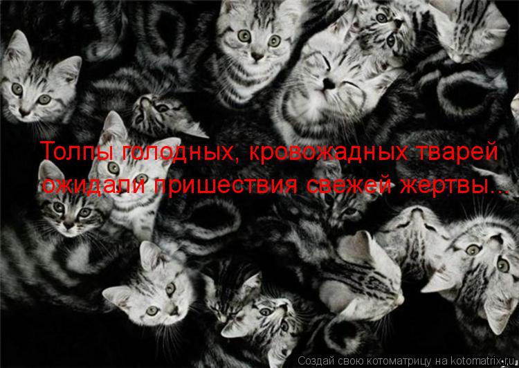 Котоматрица: Толпы голодных, кровожадных тварей ожидали пришествия свежей жертвы...