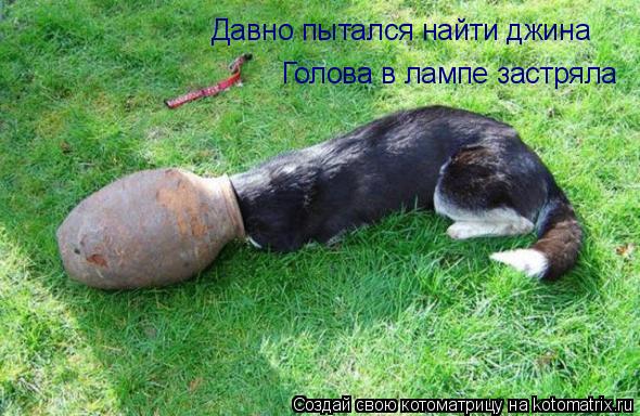 Котоматрица: Давно пытался найти джина Голова в лампе застряла