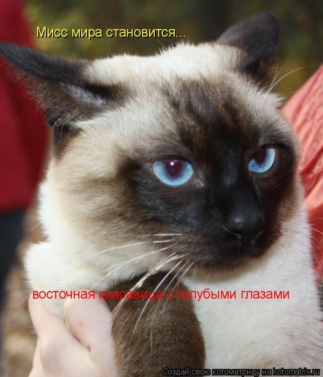 Котоматрица: Мисс мира становится... восточная красавица с голубыми глазами