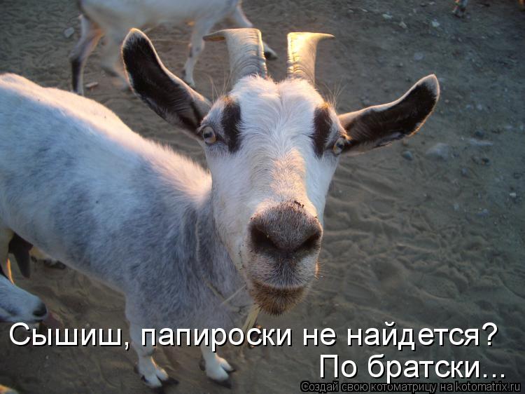 Котоматрица: По братски... Сышиш, папироски не найдется?