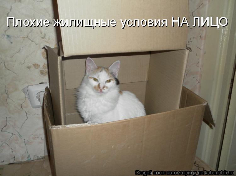 Котоматрица: Плохие жилищные условия НА ЛИЦО