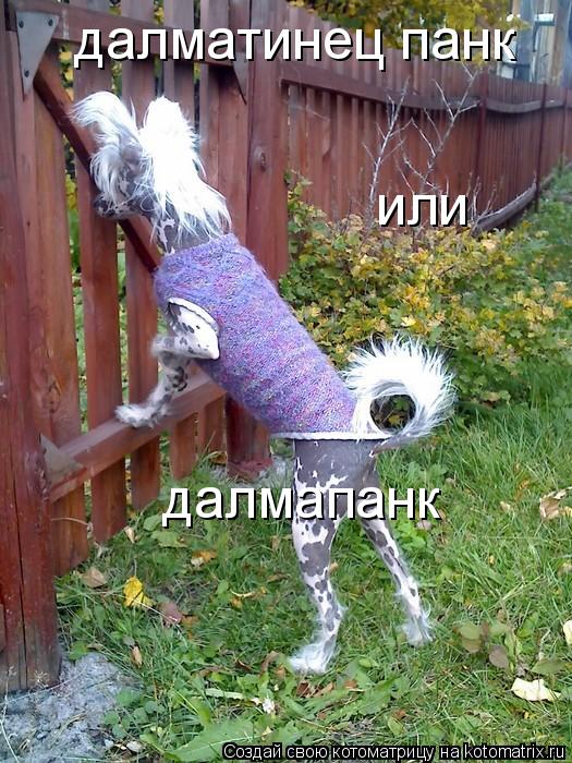 Котоматрица: далматинец панк или далмапанк