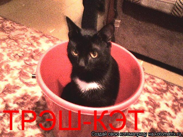 Котоматрица: ТРЭШ-КЭТ