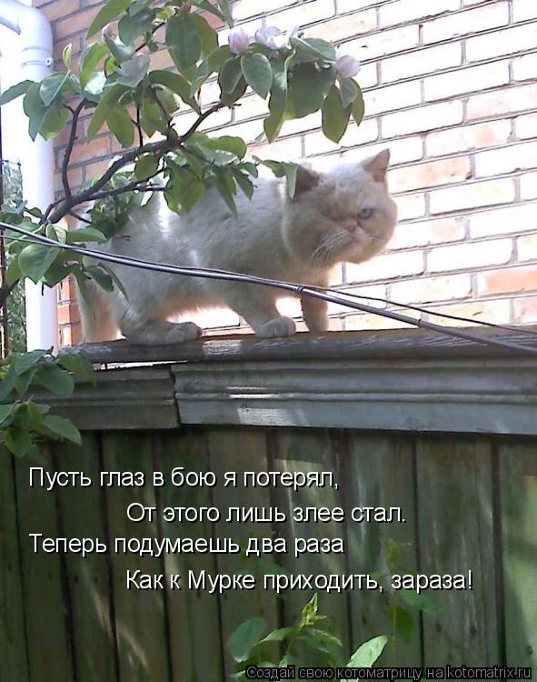 Пусть глаз в бою я потерял, От этого лишь злее стал. Теперь подумаешь два раза Как к Мурке приходить,... Котоматрица: Пусть глаз в бою я потерял, От этого лишь злее стал. Теперь подумаешь два раза Как к Мурке приходить, зараза!