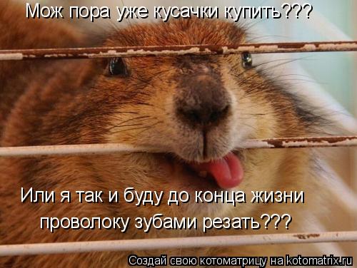 Котоматрица: Мож пора уже кусачки купить??? Или я так и буду до конца жизни проволоку зубами резать???