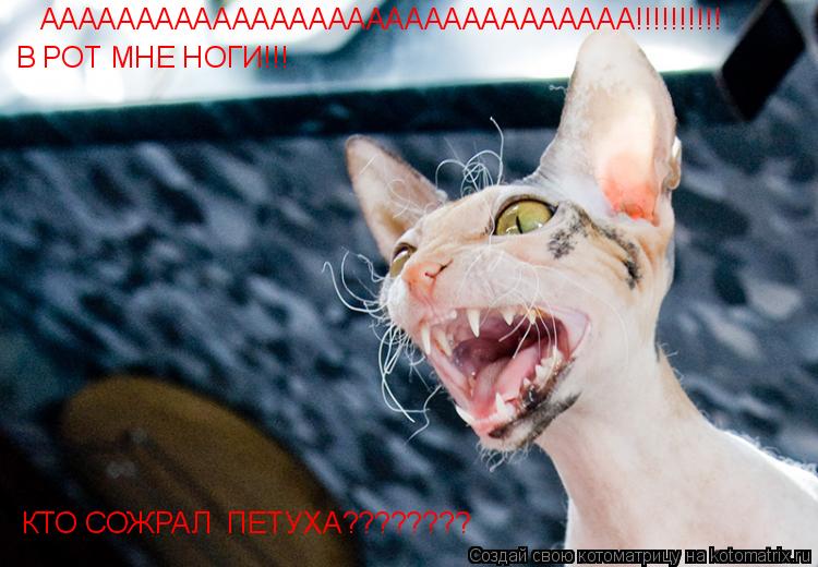 Котоматрица: ААААААААААААААААААААААААААААААА!!!!!!!!!! В РОТ МНЕ НОГИ!!! КТО СОЖРАЛ  ПЕТУХА????????