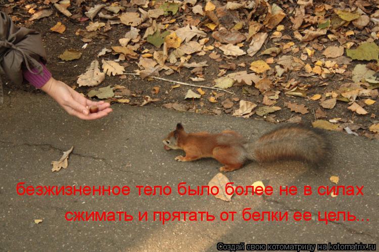 безжизненное тело было более не в силах сжимать и прятать от белки ее цель...... Котоматрица: безжизненное тело было более не в силах сжимать и прятать от белки ее цель...