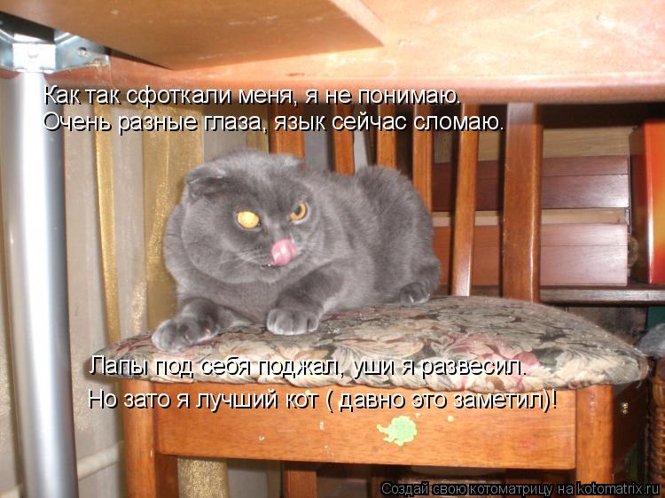 Котоматрица: Как так сфоткали меня, я не понимаю. Очень разные глаза, язык сейчас сломаю. Лапы под себя поджал, уши я развесил. Но зато я лучший кот ( давно 