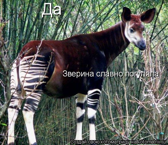 Котоматрица: Да Зверина славно погуляла