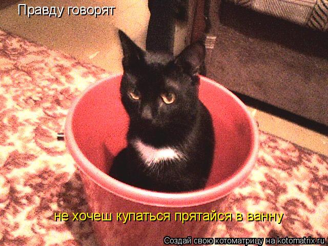 Правду говорят не хочеш купаться прятайся в ванну... Котоматрица: Правду говорят не хочеш купаться прятайся в ванну
