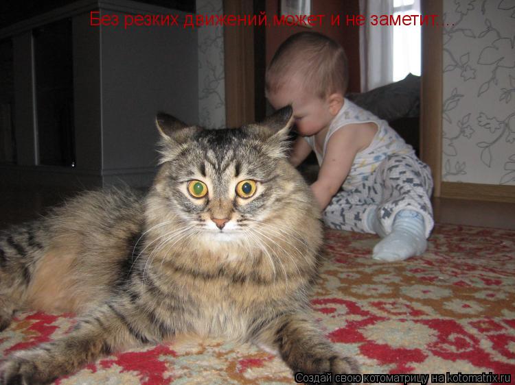 Без резких движений,может и не заметит....... Котоматрица: Без резких движений,может и не заметит....
