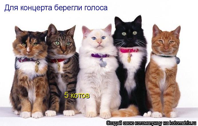 Для концерта берегли голоса 5 котов... Котоматрица: Для концерта берегли голоса 5 котов